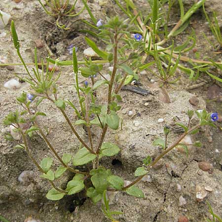 Veronica acinifolia \ Steinquendel-Ehrenpreis, Drsiger Ehrenpreis / French Speedwell, D Wörth-Büchelberg 23.4.2009