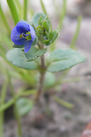 Veronica acinifolia \ Steinquendel-Ehrenpreis, Drsiger Ehrenpreis / French Speedwell, D Wörth-Büchelberg 23.4.2009