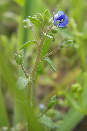 Veronica acinifolia \ Steinquendel-Ehrenpreis, Drsiger Ehrenpreis / French Speedwell, D Wörth-Büchelberg 23.4.2009
