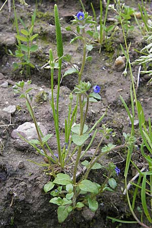 Veronica acinifolia \ Steinquendel-Ehrenpreis, Drsiger Ehrenpreis / French Speedwell, D Wörth-Büchelberg 23.4.2009