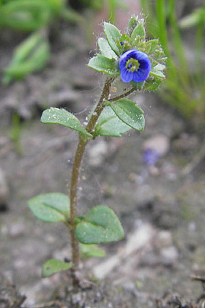 Veronica acinifolia \ Steinquendel-Ehrenpreis, Drsiger Ehrenpreis / French Speedwell, D Wörth-Büchelberg 23.4.2009