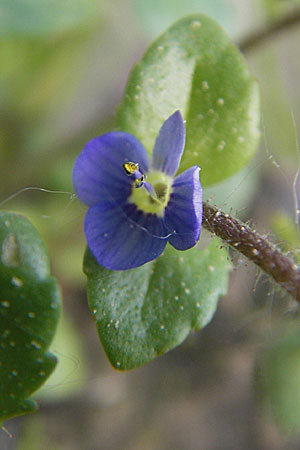 Veronica acinifolia \ Steinquendel-Ehrenpreis, Drsiger Ehrenpreis / French Speedwell, D Wörth-Büchelberg 23.4.2009