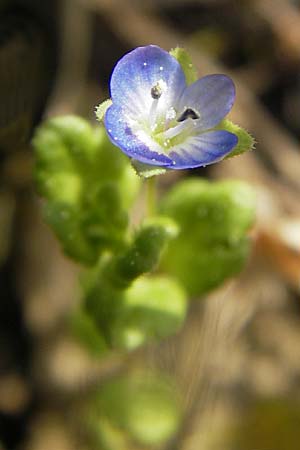 Veronica polita \ Glnzender Ehrenpreis / Grey Field-Speedwell, D Gerolzhofen-Sulzheim 25.4.2009