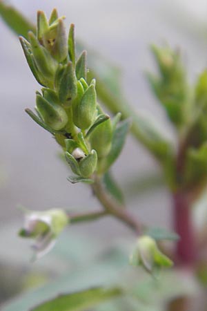 Veronica catenata \ Blasser Gauchheil-Ehrenpreis, Roter Wasser-Ehrenpreis / Pink Water Speedwell, D Bad Nauheim 20.7.2009