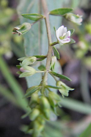Veronica catenata \ Blasser Gauchheil-Ehrenpreis, Roter Wasser-Ehrenpreis / Pink Water Speedwell, D Bad Nauheim 20.7.2009