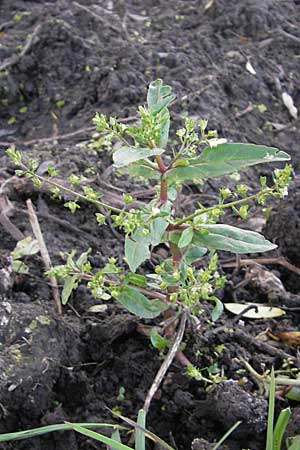 Veronica catenata \ Blasser Gauchheil-Ehrenpreis, Roter Wasser-Ehrenpreis / Pink Water Speedwell, D Bad Nauheim 20.7.2009