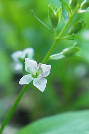 Veronica catenata \ Blasser Gauchheil-Ehrenpreis, Roter Wasser-Ehrenpreis / Pink Water Speedwell, D Groß-Gerau 31.8.2009
