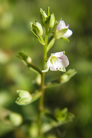 Veronica catenata \ Blasser Gauchheil-Ehrenpreis, Roter Wasser-Ehrenpreis / Pink Water Speedwell, D Römerberg 5.9.2009