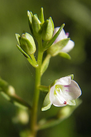 Veronica catenata \ Blasser Gauchheil-Ehrenpreis, Roter Wasser-Ehrenpreis / Pink Water Speedwell, D Römerberg 5.9.2009