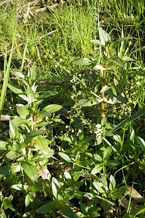 Veronica catenata \ Blasser Gauchheil-Ehrenpreis, Roter Wasser-Ehrenpreis / Pink Water Speedwell, D Römerberg 5.9.2009