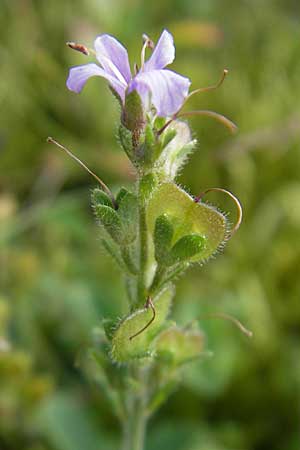 Veronica officinalis \ Echter Ehrenpreis, Wald-Ehrenpreis / Heath Speedwell, D Odenwald, Beerfelden 10.9.2009
