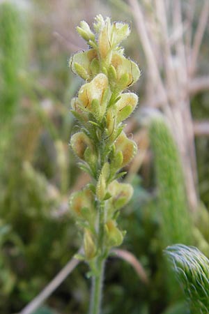 Veronica officinalis \ Echter Ehrenpreis, Wald-Ehrenpreis / Heath Speedwell, D Odenwald, Beerfelden 10.9.2009