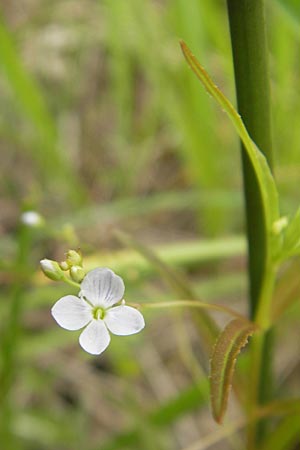 Veronica scutellata \ Schild-Ehrenpreis / Marsh Speedwell, D Feuchtwangen 4.7.2010