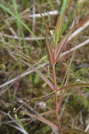 Veronica scutellata \ Schild-Ehrenpreis / Marsh Speedwell, D Feuchtwangen 4.7.2010