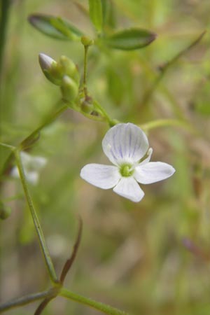 Veronica scutellata \ Schild-Ehrenpreis / Marsh Speedwell, D Feuchtwangen 4.7.2010