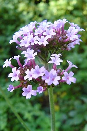 Verbena bonariensis \ Argentinisches Eisenkraut, Patagonisches Eisenkraut / Purpletop Vervain, D Reilingen 22.9.2007