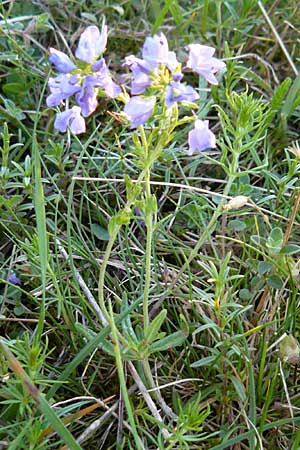 Veronica prostrata subsp. scheereri \ Scheerers Ehrenpreis / Scheerer's Speedwell, D Nördlingen 22.5.2009