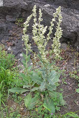 Verbascum lychnitis \ Mehlige Knigskerze / White Mullein, D Idar-Oberstein 25.6.2011