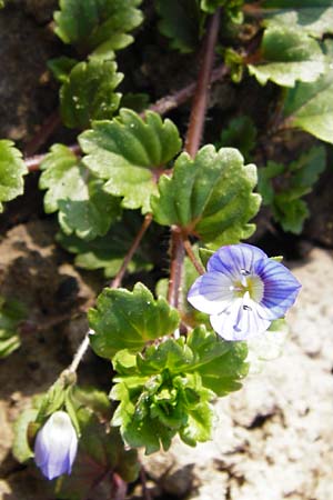 Veronica persica, Persischer Ehrenpreis Veronica persica, Persischer Ehrenpreis