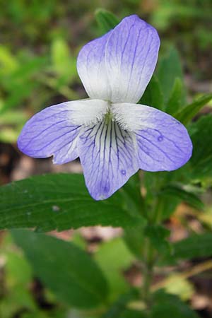 Viola elatior \ Hohes Veilchen / Tall Violet, D Ketsch 16.5.2014