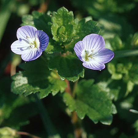 Veronica persica, Common Field Speedwell Veronica persica, Common Field Speedwell