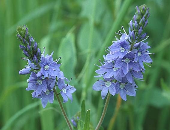 Veronica teucrium \ Groer Ehrenpreis / Large Speedwell, D Apfelberg 22.5.1994