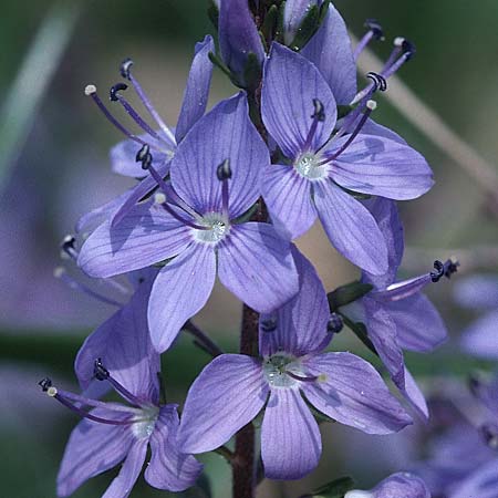 Veronica prostrata subsp. scheereri \ Scheerers Ehrenpreis / Scheerer's Speedwell, D Neuleiningen 1.5.2000