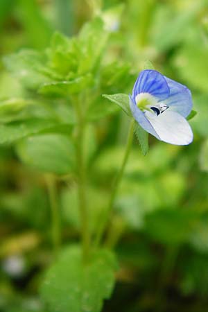 Veronica persica \ Persischer Ehrenpreis / Common Field Speedwell, D Gladenbach 26.4.2014