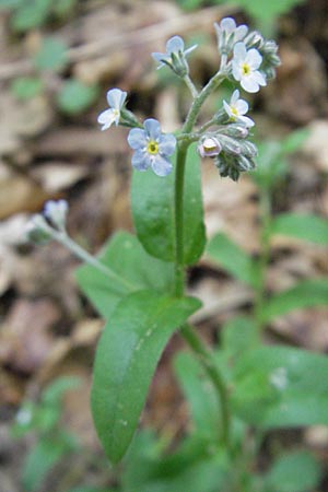 Myosotis sylvatica \ Wald-Vergissmeinnicht / Wood Forget-me-not, D Hambrücken 29.4.2009