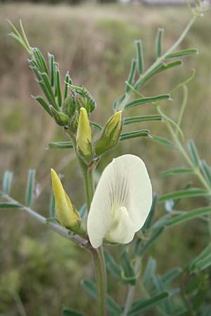 Vicia grandiflora \ Grobltige Wicke / Showy Vetch, D Neuendettelsau 9.10.2009