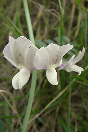 Vicia grandiflora \ Grobltige Wicke / Showy Vetch, D Neuendettelsau 9.10.2009