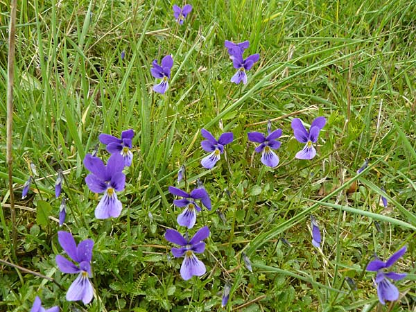 Viola guestphalica \ Violettes Galmei-Stiefmtterchen, Westflisches Galmei-Veilchen / Blue Zinc Pansy, Westphalia Pansy, D Warburg 26.4.2014