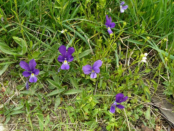 Viola guestphalica \ Violettes Galmei-Stiefmtterchen, Westflisches Galmei-Veilchen / Blue Zinc Pansy, Westphalia Pansy, D Warburg 26.4.2014