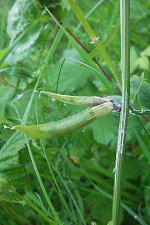 Vicia grandiflora \ Grobltige Wicke / Showy Vetch, D Heringen 6.7.2013