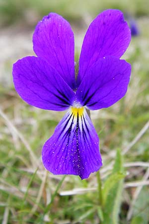 Viola guestphalica, Blue Zinc Pansy, Westphalia Pansy