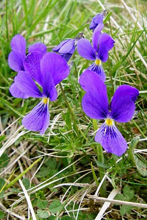 Viola guestphalica, Blue Zinc Pansy, Westphalia Pansy