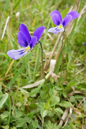 Viola guestphalica \ Violettes Galmei-Stiefmtterchen, Westflisches Galmei-Veilchen / Blue Zinc Pansy, Westphalia Pansy, D Warburg 26.4.2014