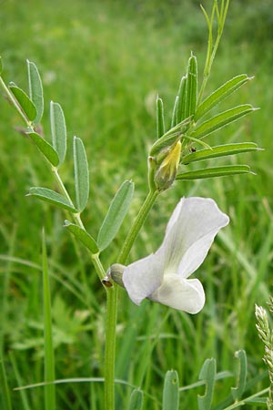 Vicia grandiflora \ Grobltige Wicke / Showy Vetch, D Lampertheim 11.5.2014