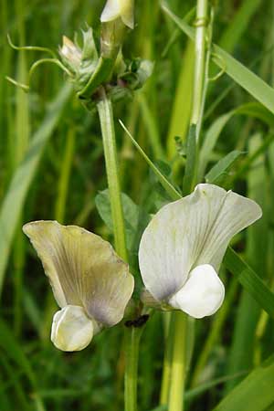 Vicia grandiflora \ Grobltige Wicke / Showy Vetch, D Lampertheim 12.5.2014