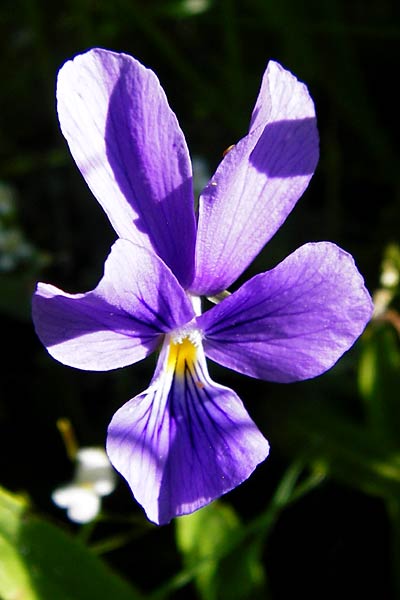 Viola guestphalica \ Violettes Galmei-Stiefmtterchen, Westflisches Galmei-Veilchen / Blue Zinc Pansy, Westphalia Pansy, D Warburg 31.5.2014