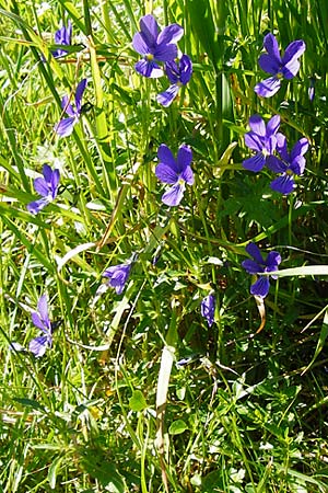 Viola guestphalica \ Violettes Galmei-Stiefmtterchen, Westflisches Galmei-Veilchen / Blue Zinc Pansy, Westphalia Pansy, D Warburg 31.5.2014