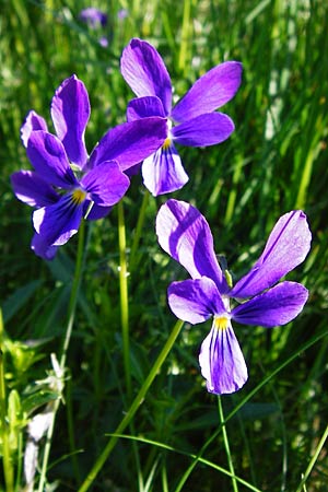 Viola guestphalica \ Violettes Galmei-Stiefmtterchen, Westflisches Galmei-Veilchen / Blue Zinc Pansy, Westphalia Pansy, D Warburg 31.5.2014