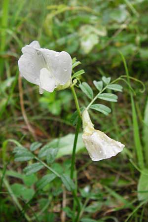Vicia grandiflora \ Grobltige Wicke / Showy Vetch, D Odenwald, Brandau 30.7.2014