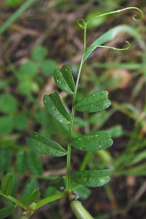 Vicia grandiflora \ Grobltige Wicke / Showy Vetch, D Odenwald, Brandau 30.7.2014