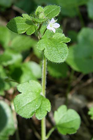 Veronica hederifolia subsp. lucorum \ Hain-Efeu-Ehrenpreis, Hecken-Ehrenpreis / Ivy-Leaved Speedwell, D Rheinhessen, Wendelsheim 26.4.2008
