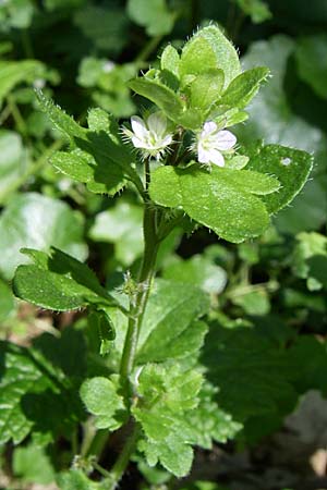 Veronica hederifolia subsp. lucorum \ Hain-Efeu-Ehrenpreis, Hecken-Ehrenpreis / Ivy-Leaved Speedwell, D Rheinhessen, Wendelsheim 26.4.2008