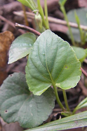 Viola x cluniensis \ Veilchen-Hybride / Hybrid Violet, D Durmersheim 31.3.2010