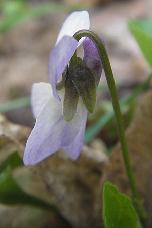 Viola x cluniensis \ Veilchen-Hybride / Hybrid Violet, D Durmersheim 31.3.2010