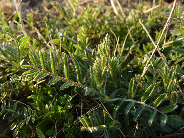 Vicia hirsuta \ Rauhaarige Wicke / Hairy Tare, D Mannheim 20.3.2012