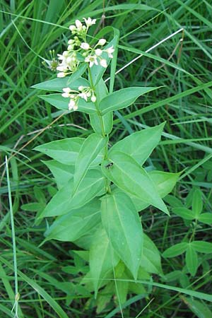 Vincetoxicum hirundinaria, Schwalbenwurz Vincetoxicum hirundinaria, Schwalbenwurz